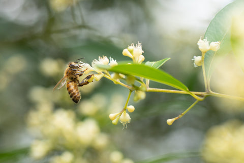 Zesty Chilli Honey - Black Dog Honey