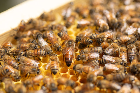 Garlic infused Honey - Black Dog Honey