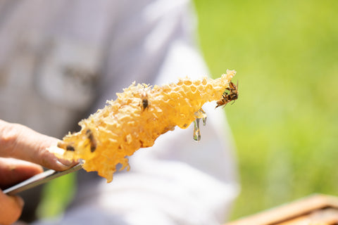 Raw Honey - Black Dog Honey