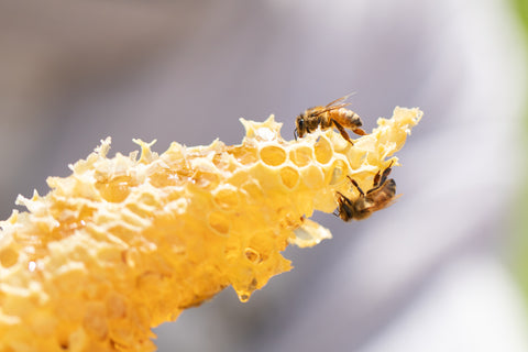 Raw Jelly Bush Honey - Black Dog Honey