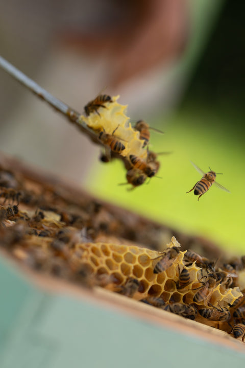 Vanilla infused honey - Black Dog Honey