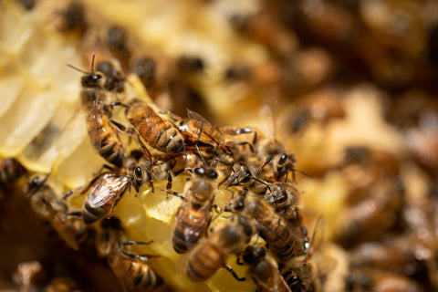 Vanilla infused honey - Black Dog Honey