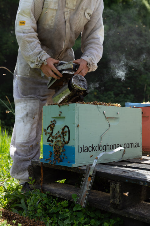 Turmeric infused honey - Black Dog Honey