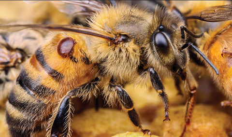 What is the varroa mite?