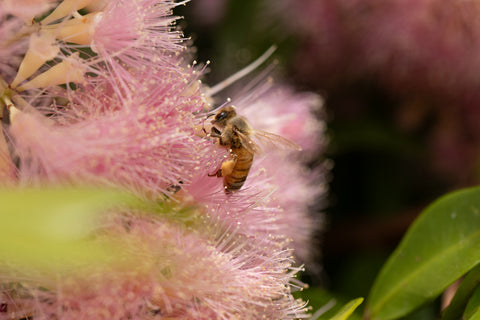 Turmeric infused honey - Black Dog Honey