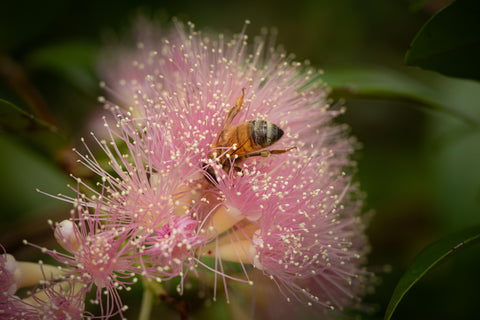 Raw Natural Honeycomb - Black Dog Honey