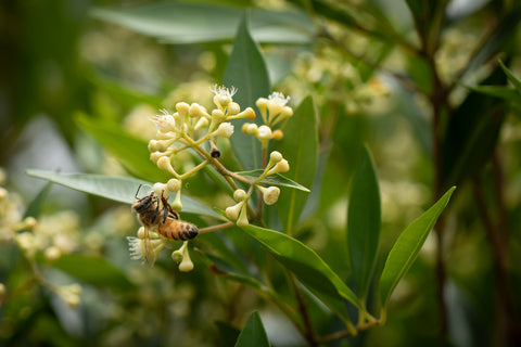 Raw Jelly Bush Honey - Black Dog Honey