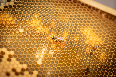 Beeswax - Black Dog Honey
