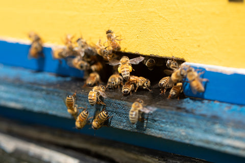 Ginger infused Honey - Black Dog Honey