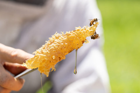 Garlic infused Honey - Black Dog Honey