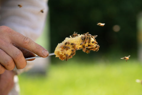 Zesty Chilli Honey - Black Dog Honey