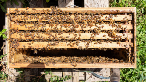 Nucleus Hive (Nuc) – 5 Frame