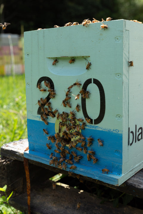 Nucleus Hive (Nuc) – 5 Frame