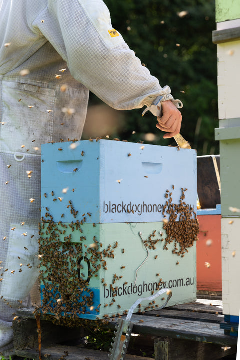 Raw Natural Honeycomb - Black Dog Honey