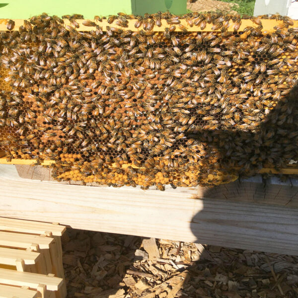 hive-starter-kit-black-dog-honey