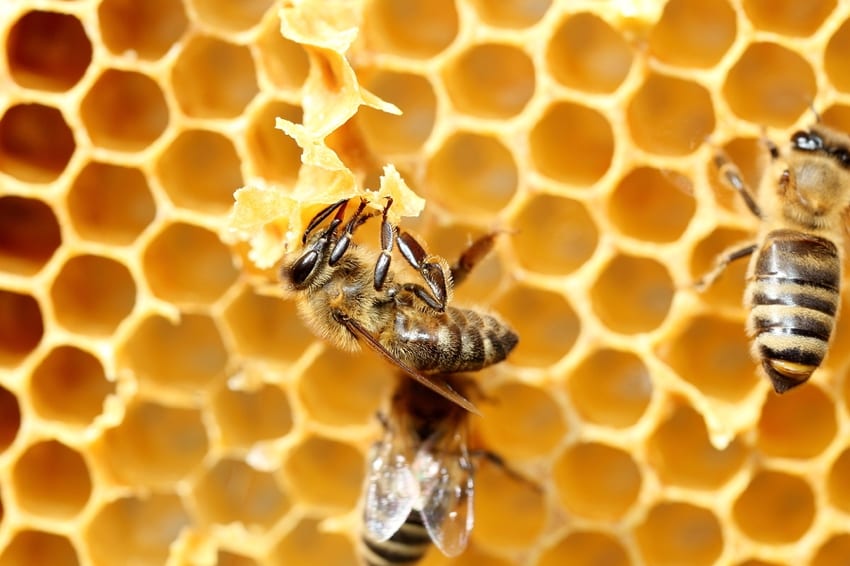 Beeswax, Some Fascinating Facts