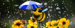 How does wet weather effect bees